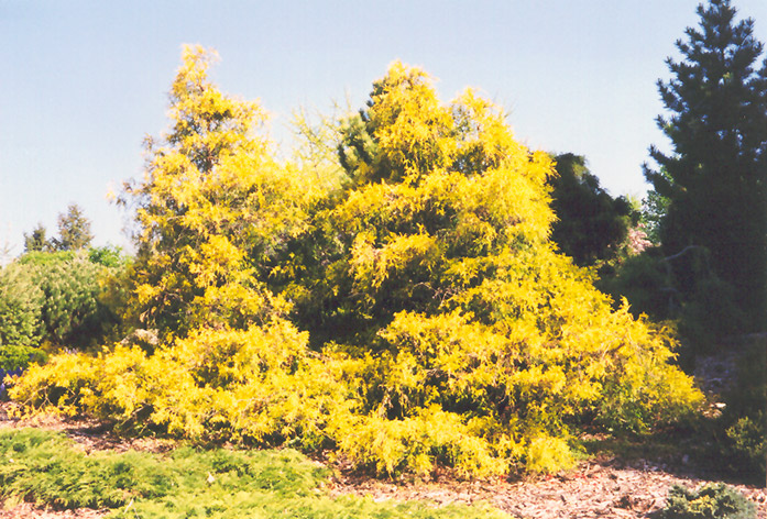 Gold Spangle Falsecypress (Chamaecyparis pisifera 'Gold Spangle') at Dammann's Garden Company
