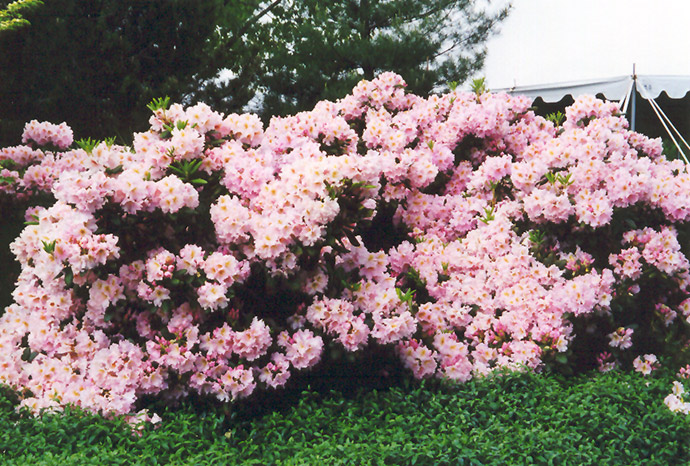 English Roseum Rhododendron (Rhododendron catawbiense 'English Roseum') at Dammann's Garden Company