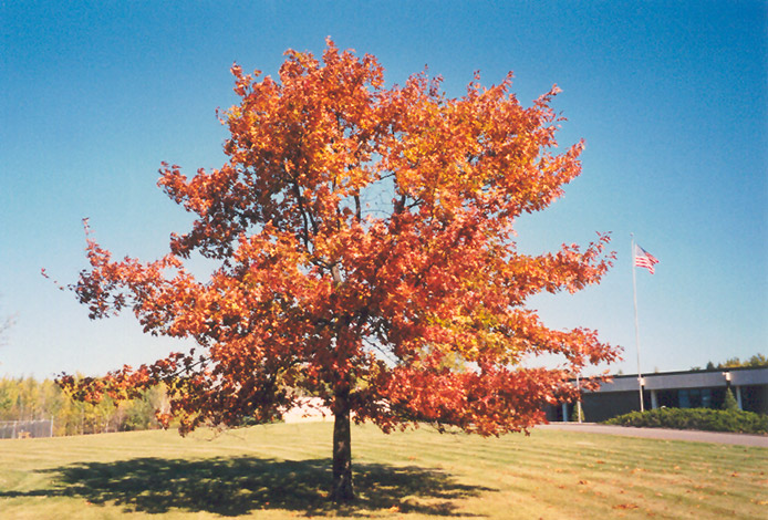 Red Oak (Quercus rubra) at Dammann's Garden Company