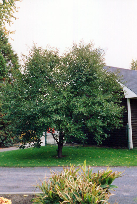 Montmorency Cherry (Prunus 'Montmorency') at Dammann's Garden Company