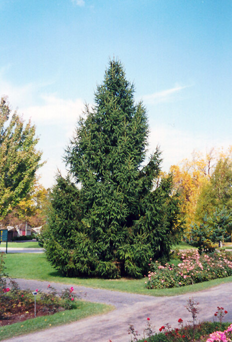 Norway Spruce (Picea abies) at Dammann's Garden Company