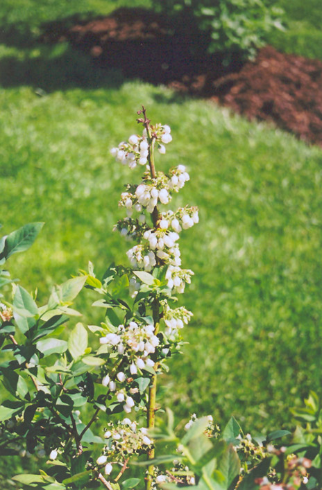 Elliott Blueberry (Vaccinium corymbosum 'Elliott') at Dammann's Garden Company