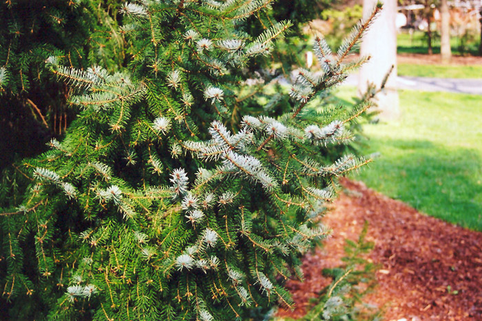 Serbian Spruce (Picea omorika) at Dammann's Garden Company