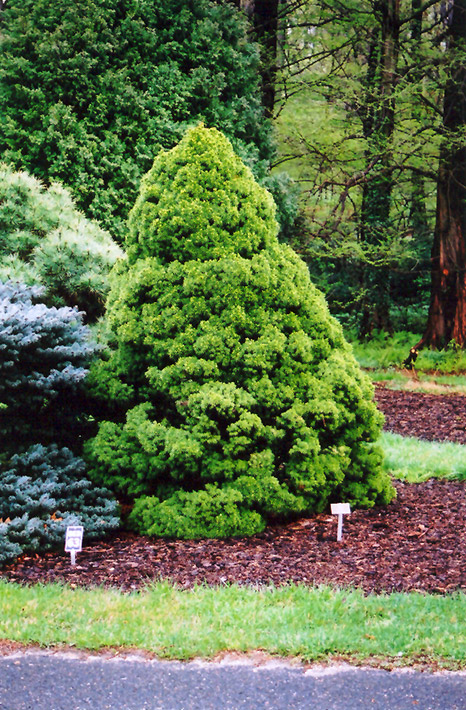 Dwarf Alberta Spruce (Picea glauca 'Conica') at Dammann's Garden Company