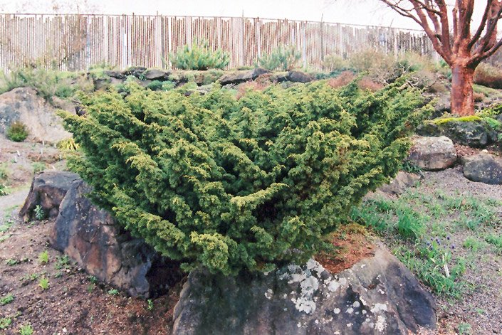Shimpaku Juniper (Juniperus chinensis 'Shimpaku') at Dammann's Garden Company