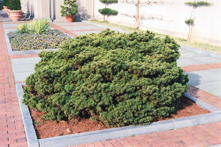 Dwarf Norway Spruce (Picea abies 'Nana') at Dammann's Garden Company