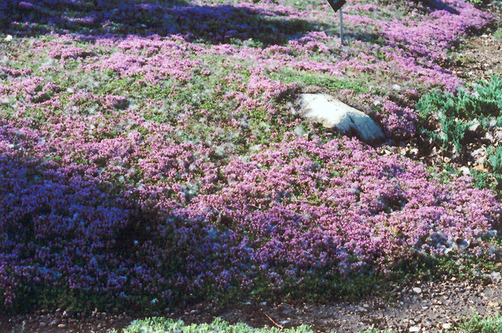 Mother-of-Thyme (Thymus praecox) at Dammann's Garden Company