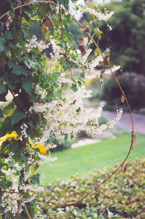 Silver Lace Vine (Polygonum aubertii) at Dammann's Garden Company