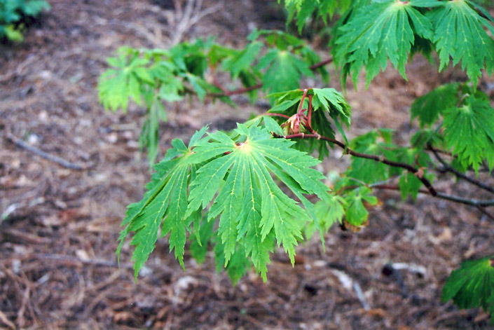 Fullmoon Maple (Acer japonicum) at Dammann's Garden Company