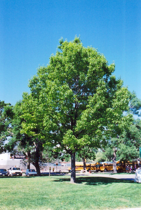 Red Oak (Quercus rubra) at Dammann's Garden Company