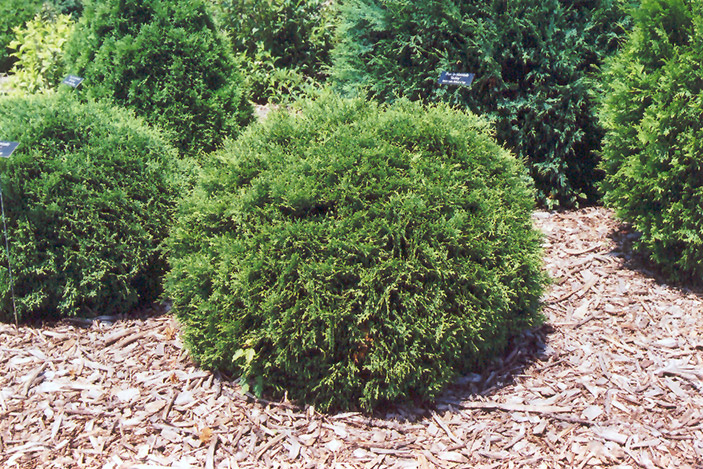 Hetz Midget Arborvitae (Thuja occidentalis 'Hetz Midget') at Dammann's Garden Company