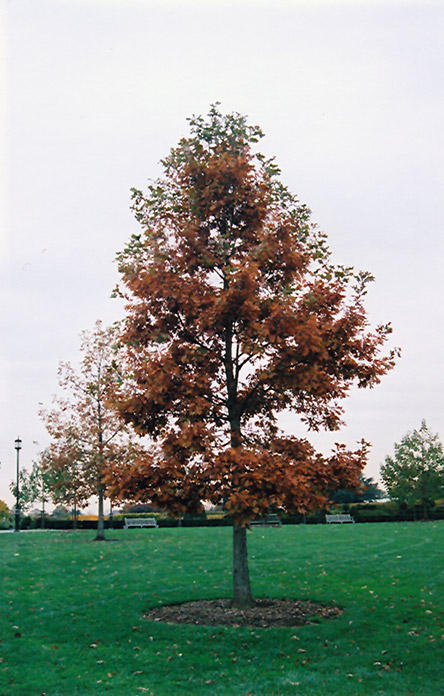 Swamp White Oak (Quercus bicolor) at Dammann's Garden Company