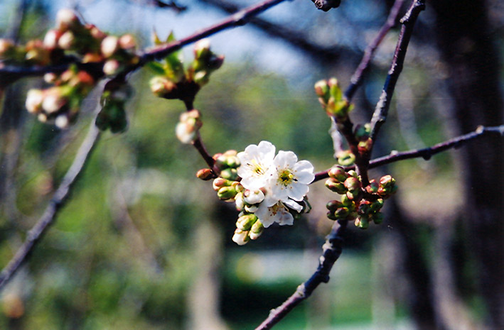 Montmorency Cherry (Prunus 'Montmorency') at Dammann's Garden Company