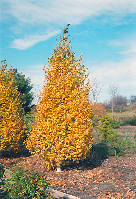 Whitespire Birch (Betula populifolia 'Whitespire') at Dammann's Garden Company