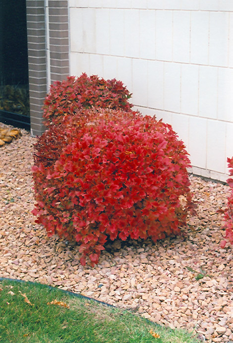 Bailey Compact Highbush Cranberry (Viburnum trilobum 'Bailey Compact') at Dammann's Garden Company