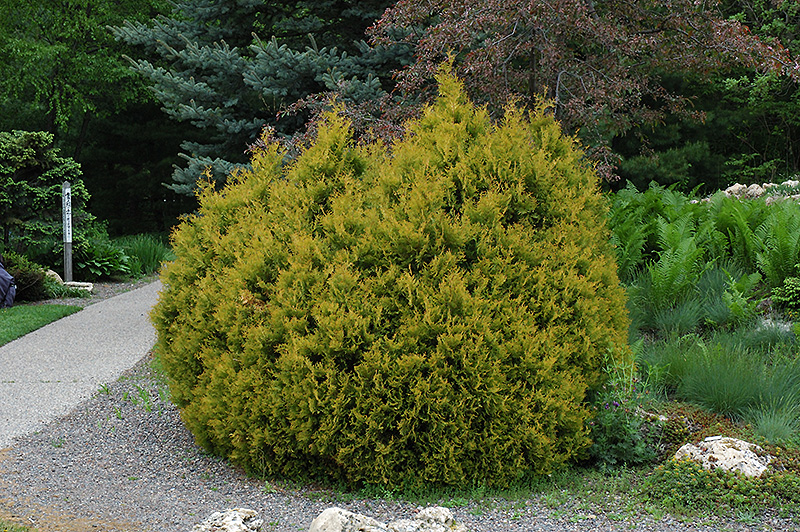 Rheingold Arborvitae (Thuja occidentalis 'Rheingold') at Dammann's Garden Company