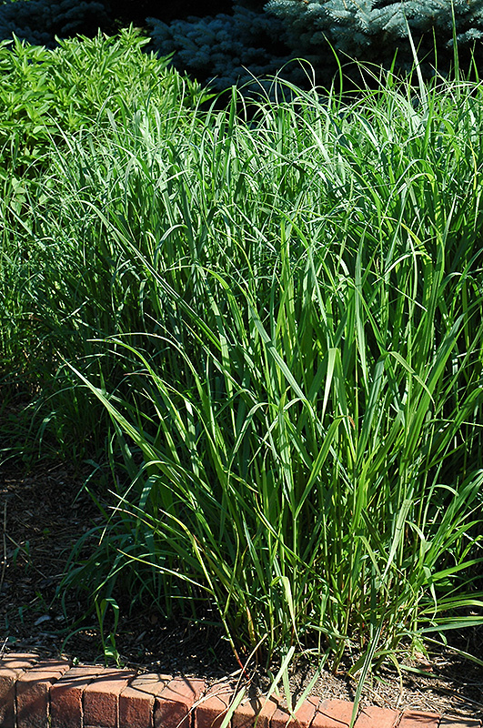Switch Grass (Panicum virgatum) at Dammann's Garden Company
