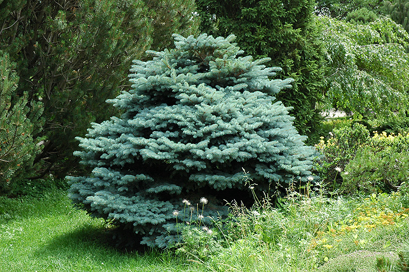 Globe Blue Spruce (Picea pungens 'Globosa') at Dammann's Garden Company