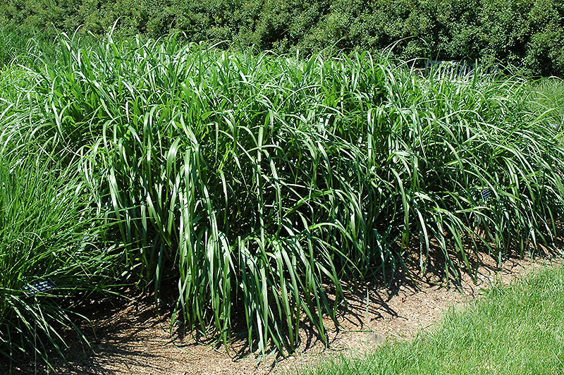 Flame Grass (Miscanthus sinensis 'Purpurascens') at Dammann's Garden Company