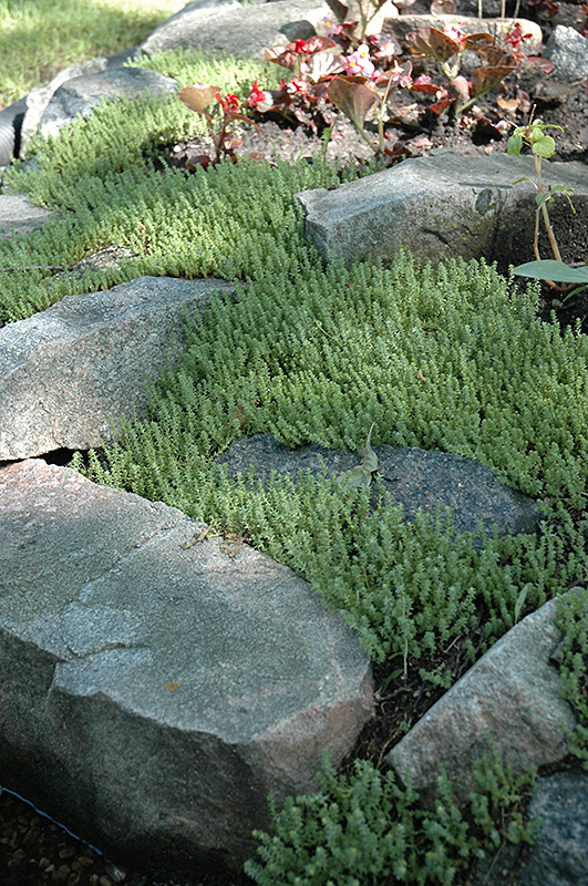 Six Row Stonecrop (Sedum sexangulare) at Dammann's Garden Company
