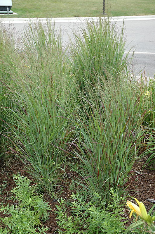 Shenandoah Reed Switch Grass (Panicum virgatum 'Shenandoah') at Dammann's Garden Company