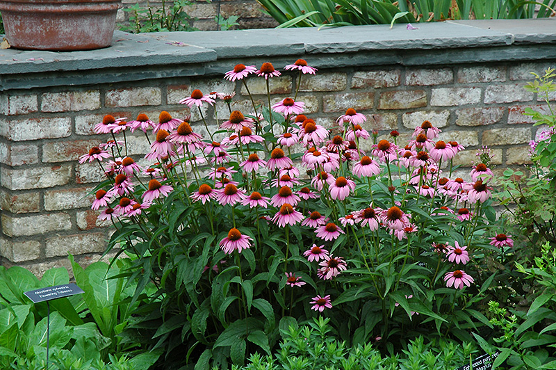 Magnus Coneflower (Echinacea purpurea 'Magnus') at Dammann's Garden Company