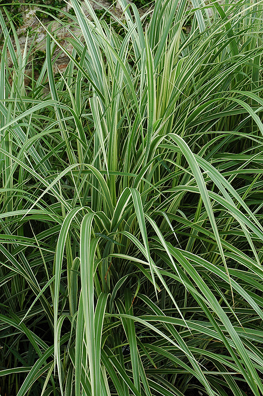Variegated Silver Grass (Miscanthus sinensis 'Variegatus') at Dammann's Garden Company