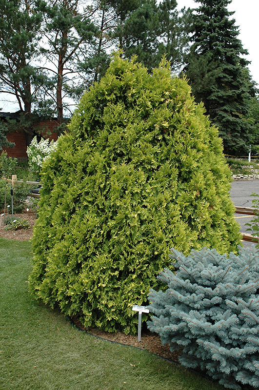 Sunkist Arborvitae (Thuja occidentalis 'Sunkist') at Dammann's Garden Company