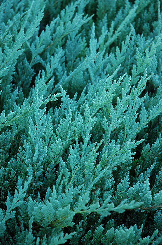 Blue Chip Juniper (Juniperus horizontalis 'Blue Chip') at Dammann's Garden Company