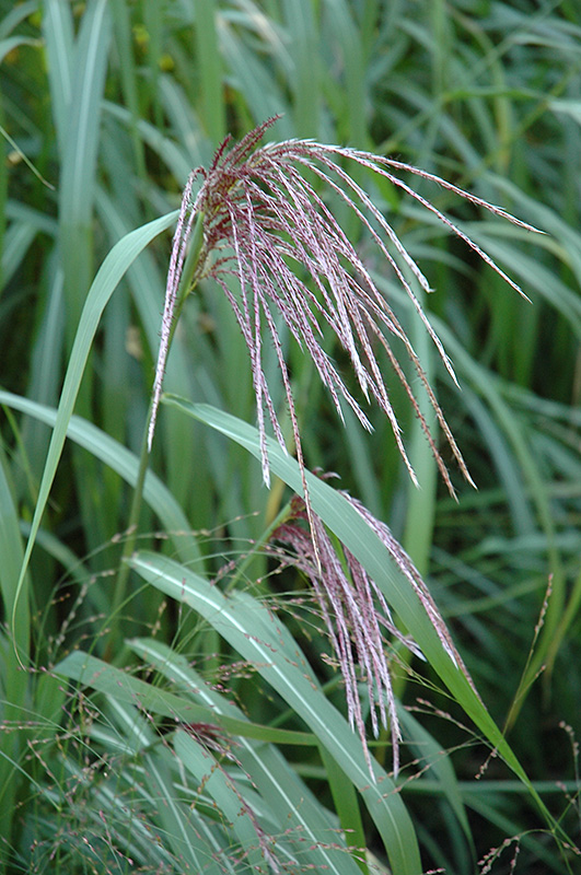 Maiden Grass (Miscanthus sinensis) at Dammann's Garden Company