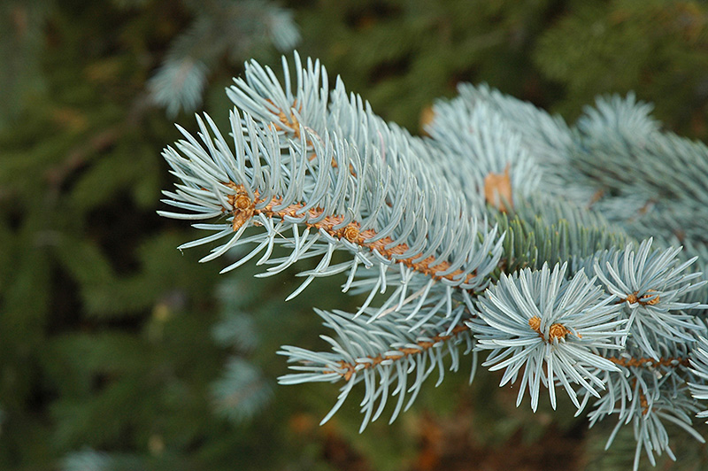 Blue Colorado Spruce (Picea pungens 'var. glauca') at Dammann's Garden Company