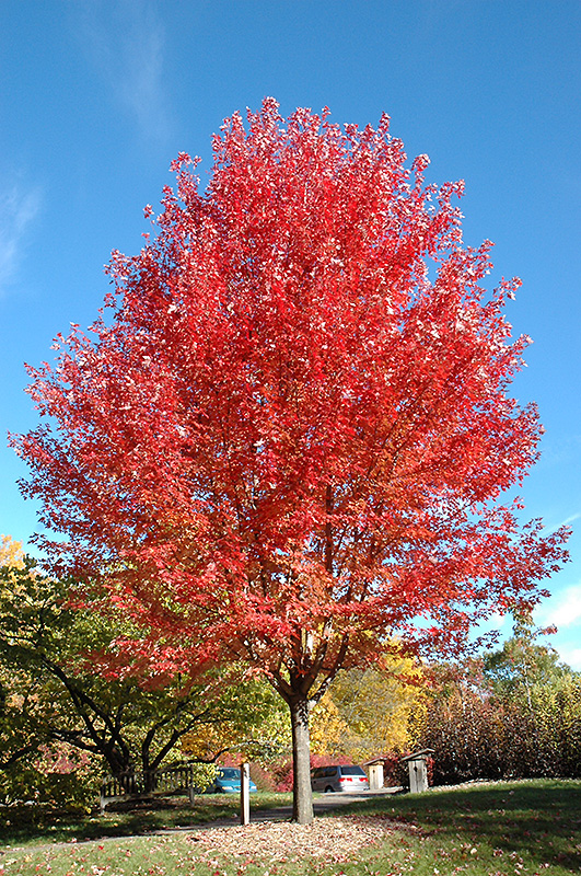 Autumn Blaze Maple (Acer x freemanii 'Jeffersred') at Dammann's Garden Company