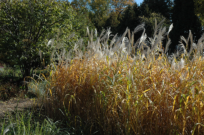 Maiden Grass (Miscanthus sinensis) at Dammann's Garden Company