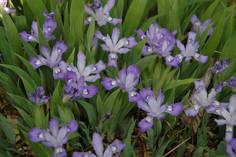 Dwarf Crested Iris (Iris cristata) at Dammann's Garden Company