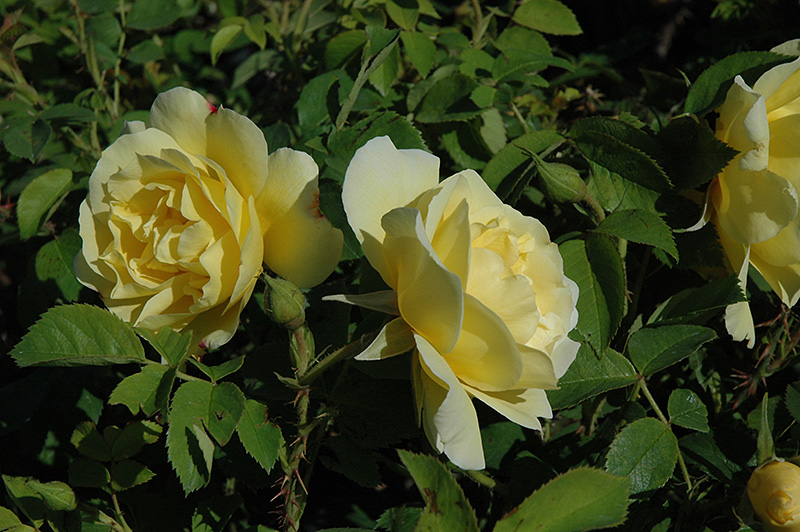 Topaz Jewel Rose (Rosa 'Topaz Jewel') at Dammann's Garden Company