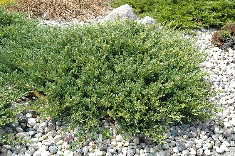 Andorra Juniper (Juniperus horizontalis 'Plumosa Compacta') at Dammann's Garden Company