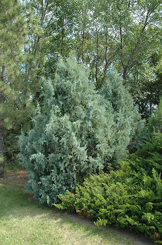 Wichita Blue Juniper (Juniperus scopulorum 'Wichita Blue') at Dammann's Garden Company