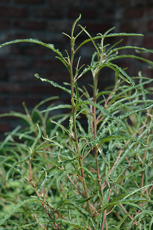 Fine Line Fern Leaf Buckthorn (Rhamnus frangula 'Ron Williams') at Dammann's Garden Company