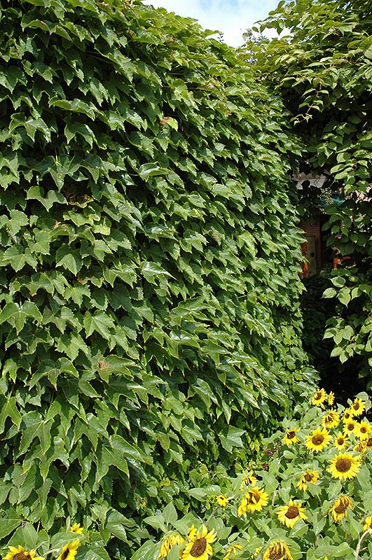 Boston Ivy (Parthenocissus tricuspidata) at Dammann's Garden Company