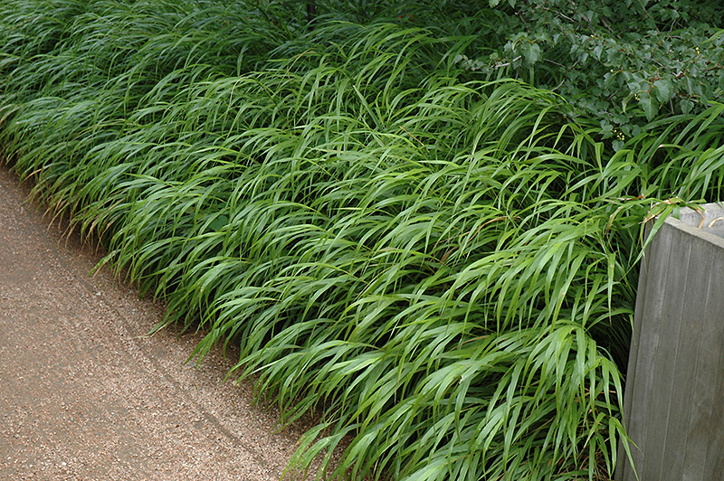 Japanese Woodland Grass (Hakonechloa macra) at Dammann's Garden Company