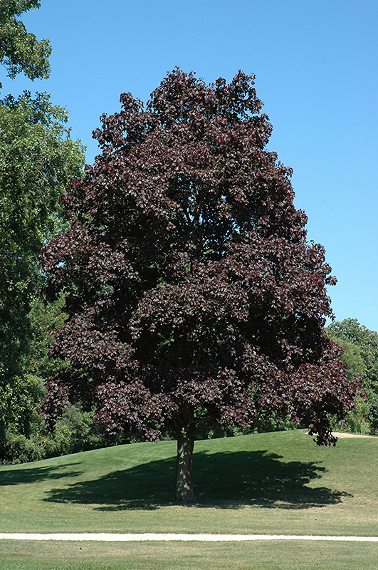 Crimson King Norway Maple (Acer platanoides 'Crimson King') at Dammann's Garden Company