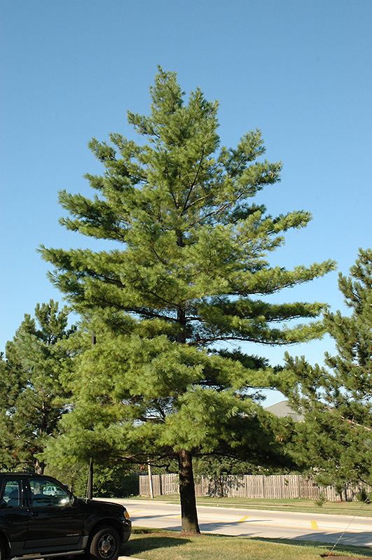 White Pine (Pinus strobus) at Dammann's Garden Company
