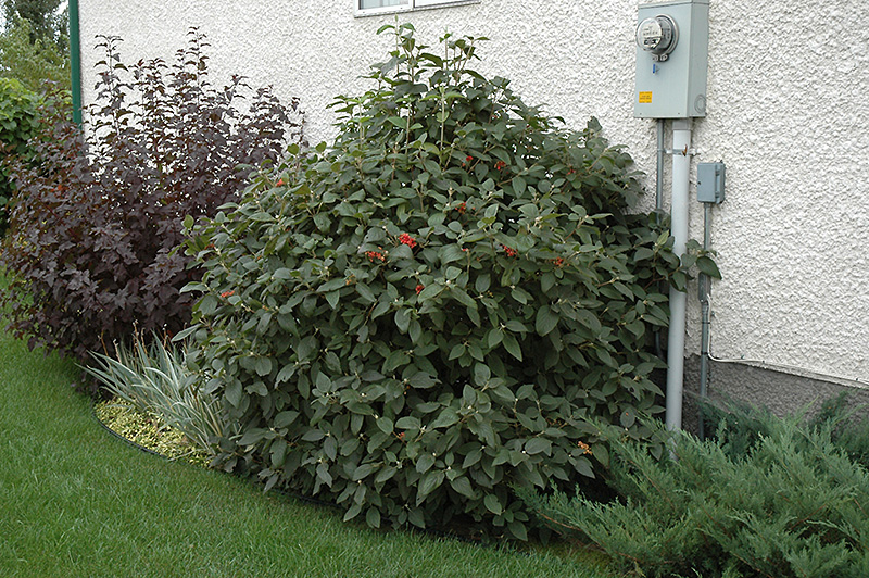 Mohican Viburnum (Viburnum lantana 'Mohican') at Dammann's Garden Company
