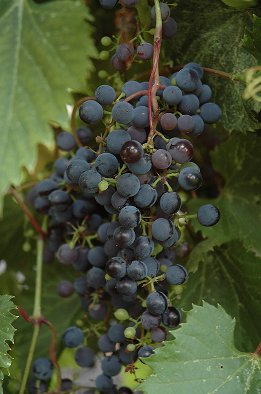 Frontenac Grape (Vitis 'Frontenac') at Dammann's Garden Company