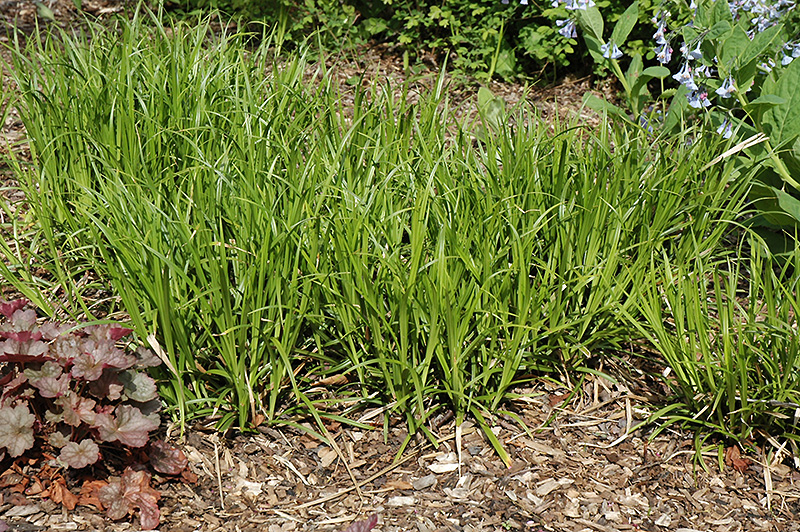 Gray's Sedge (Carex grayi) at Dammann's Garden Company