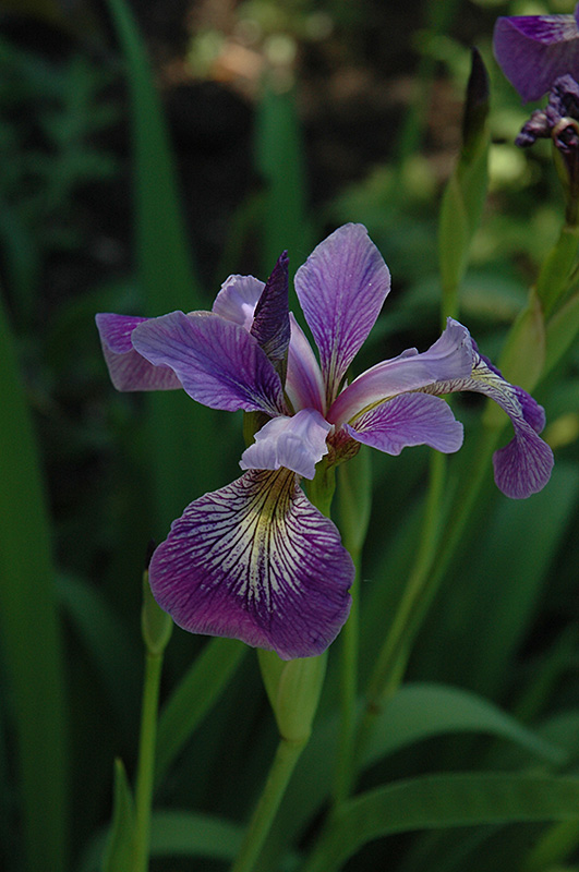 Blue Flag Iris (Iris versicolor) at Dammann's Garden Company
