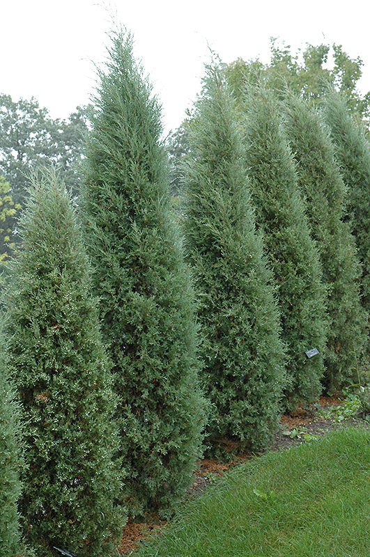 Taylor Redcedar (Juniperus virginiana 'Taylor') at Dammann's Garden Company