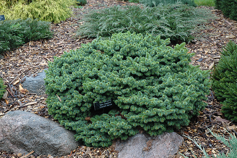 Mrs. Cesarini Blue Spruce (Picea pungens 'Mrs. Cesarini') at Dammann's Garden Company