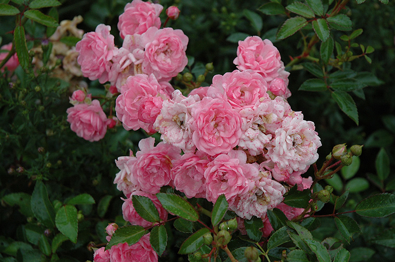 The Fairy Rose (Rosa 'The Fairy') at Dammann's Garden Company