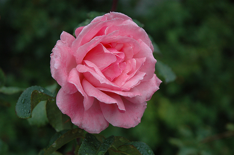 Queen Elizabeth Rose (Rosa 'Queen Elizabeth') at Dammann's Garden Company